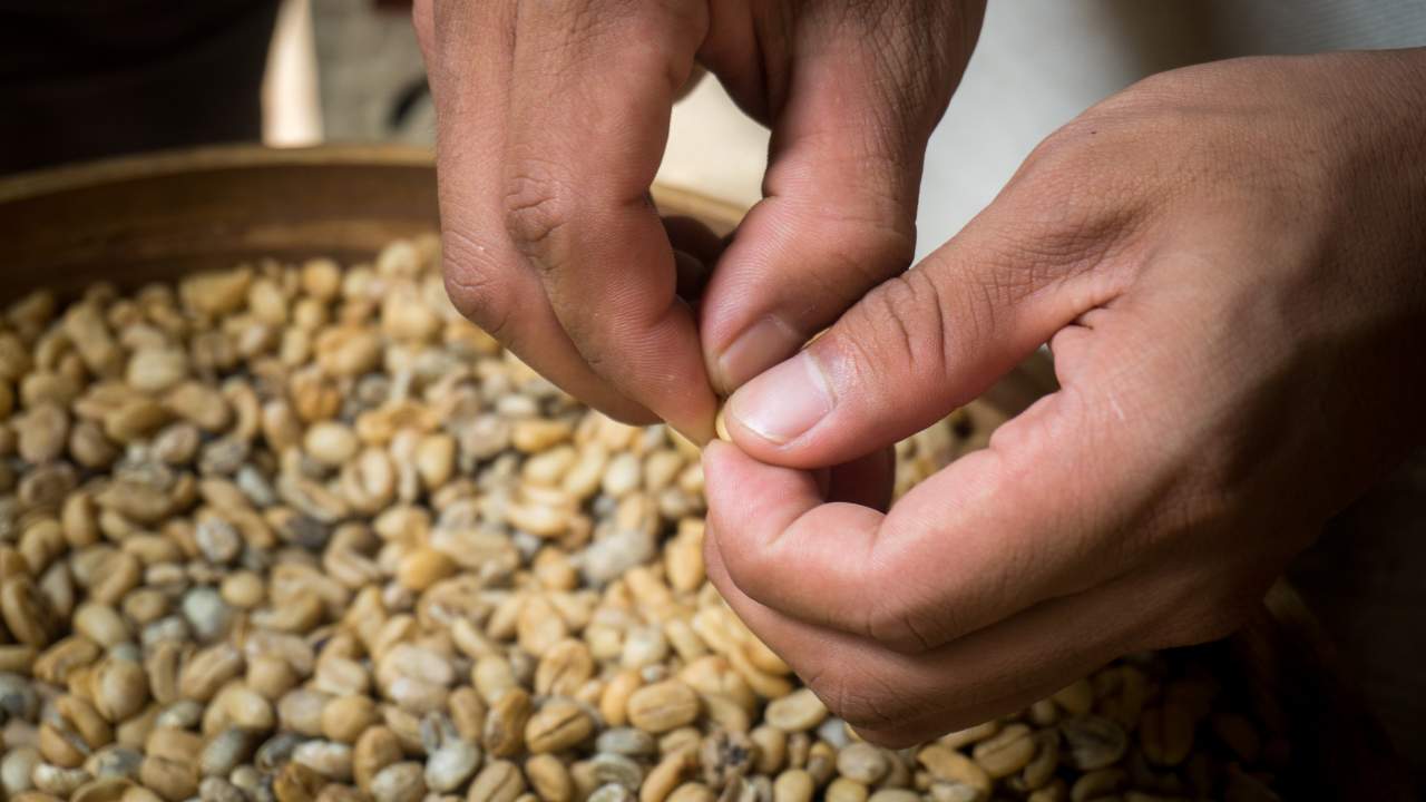 硬性格咖啡, 自家烘焙, 咖啡豆, 人工手選, 瑕疵豆, 咖啡品質, 烘焙工藝, 精品咖啡, 咖啡風味, 咖啡製作