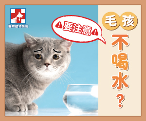 毛孩不喝水，要注意喔!