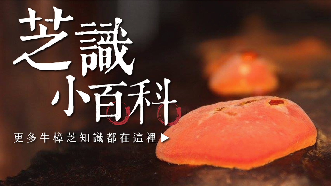 【寶芝靈牛樟芝】最營養健康的牛樟芝，就在寶芝靈
