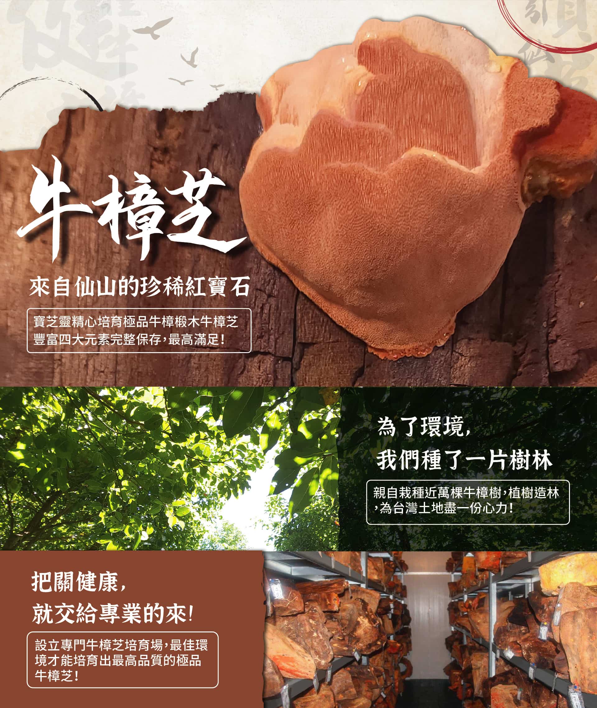 寶芝靈牛樟芝自有牛樟芝培育場和牛樟樹林，最讓您安心的牛樟芝專業品牌