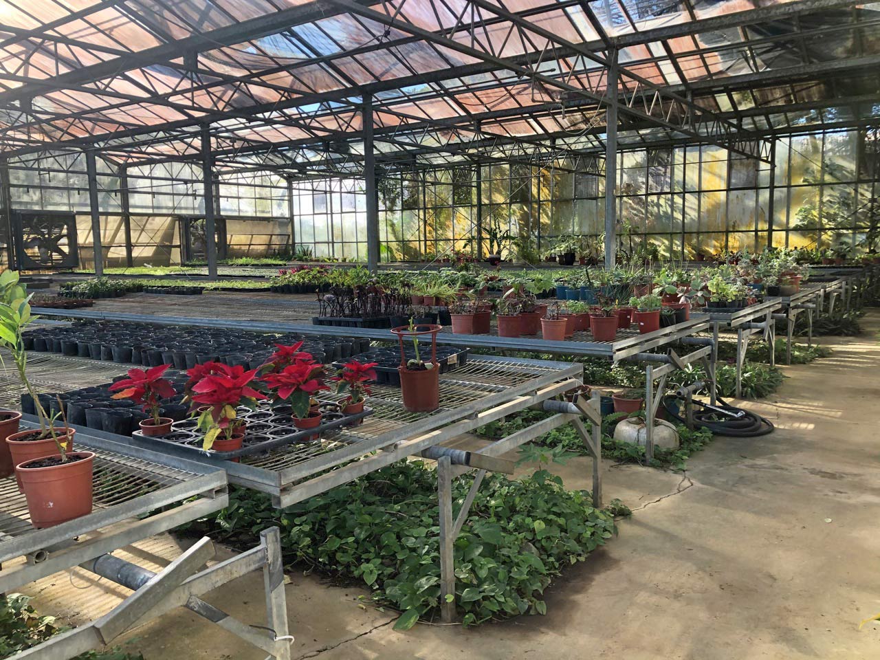 台東原生應用植物園 溫室栽培 自然農法栽培 運用有機無化學肥料栽培 不破壞土壤與植物的屬性 讓大地維持自然生態