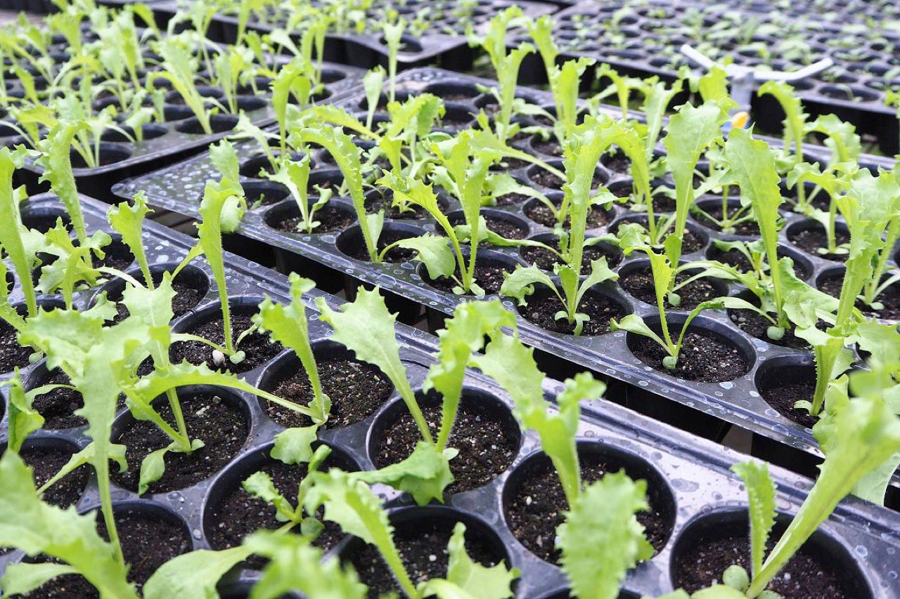 台東原生應用植物園 溫室栽培 自然農法栽培 運用有機無化學肥料栽培 不破壞土壤與植物的屬性 讓大地維持自然生態