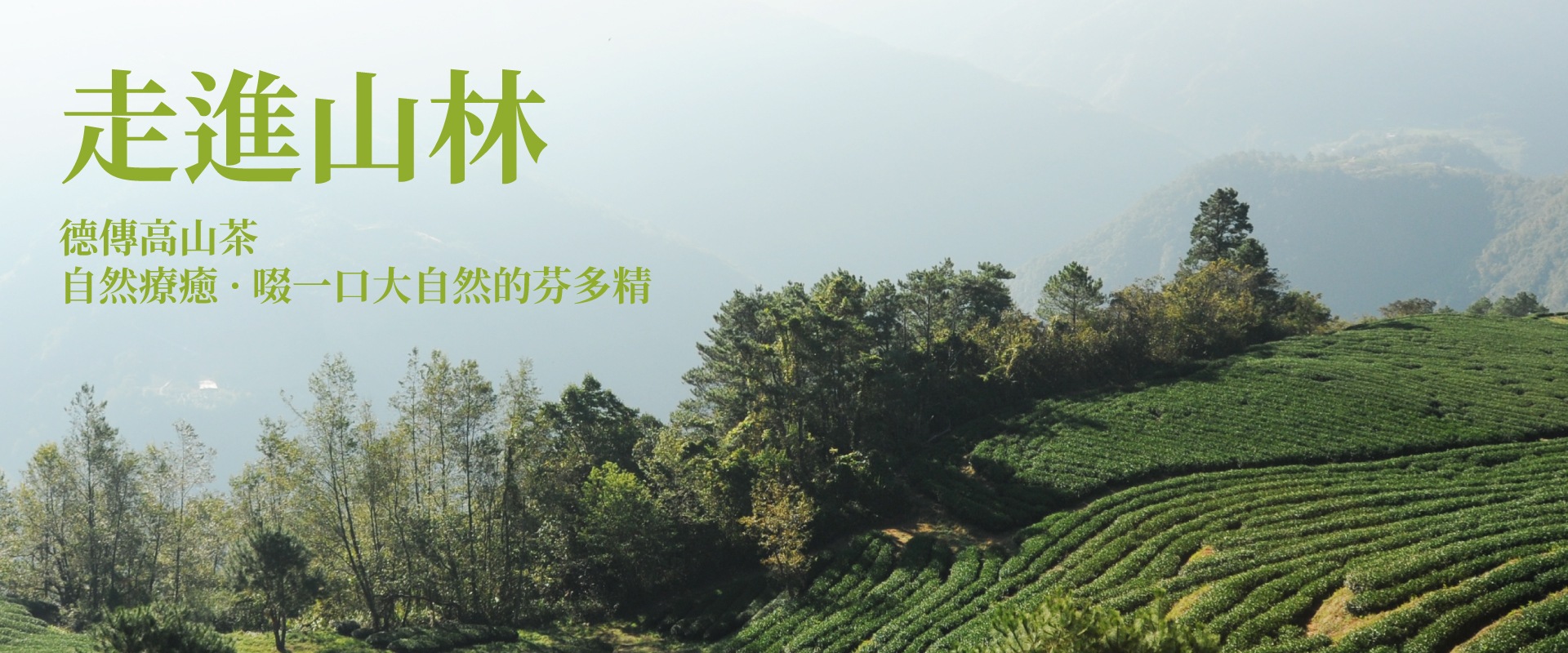 王德傳高山茶